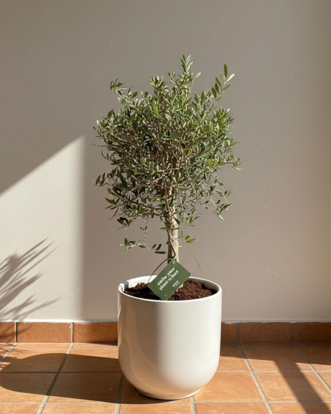 Olive Tree (Olea europaea)