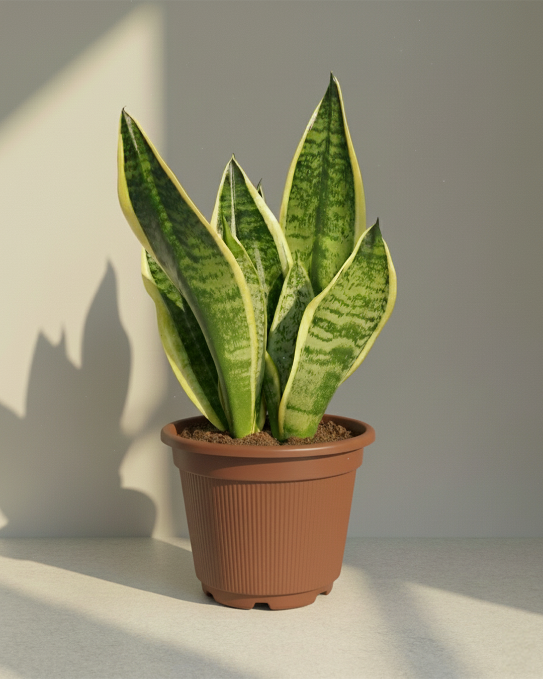 Snake Plant Dracaena (Sansevieria) | Low-Light Friendly, Low-Maintenance Indoor Plant
