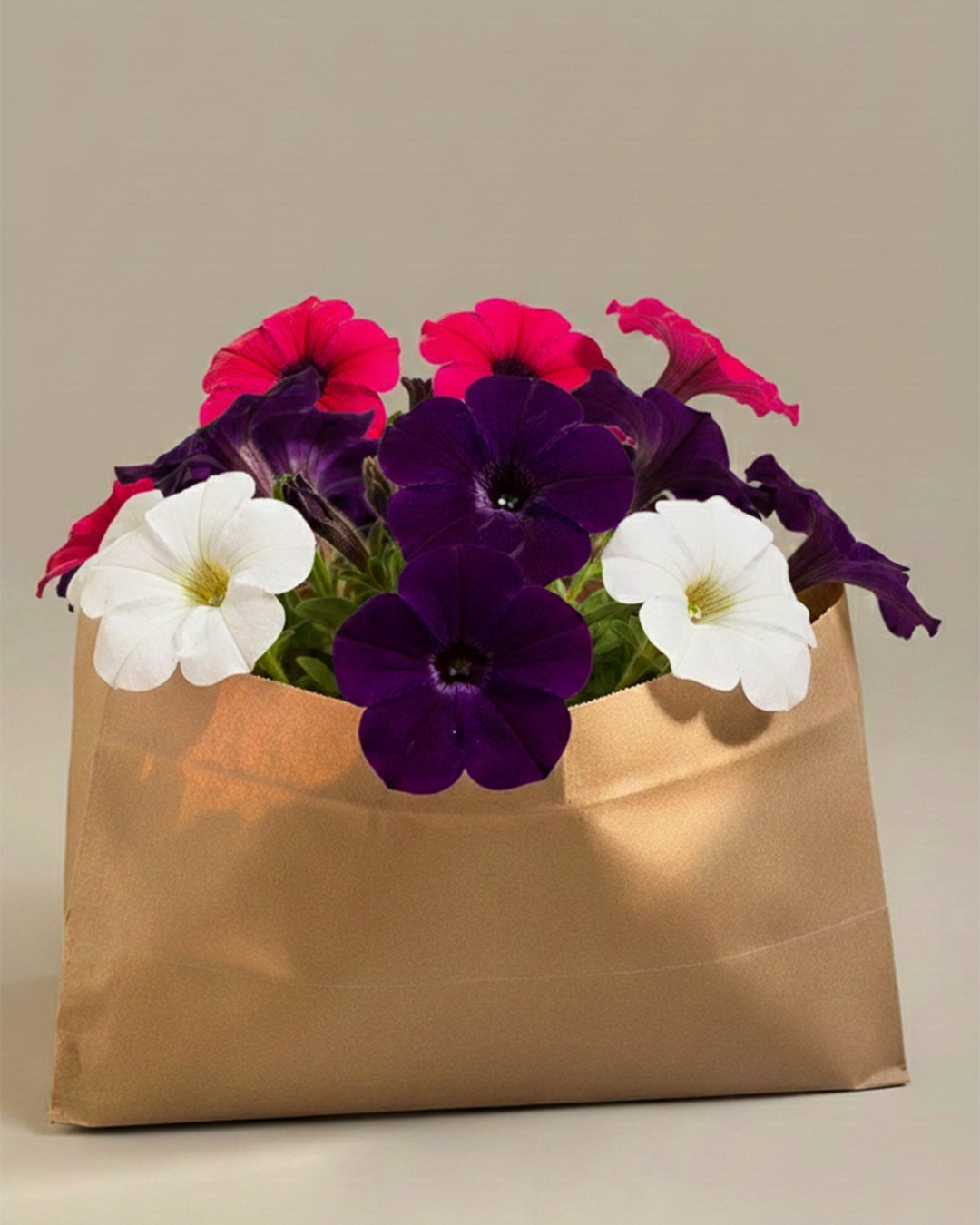 Petunia | Flowering Outdoor Plants