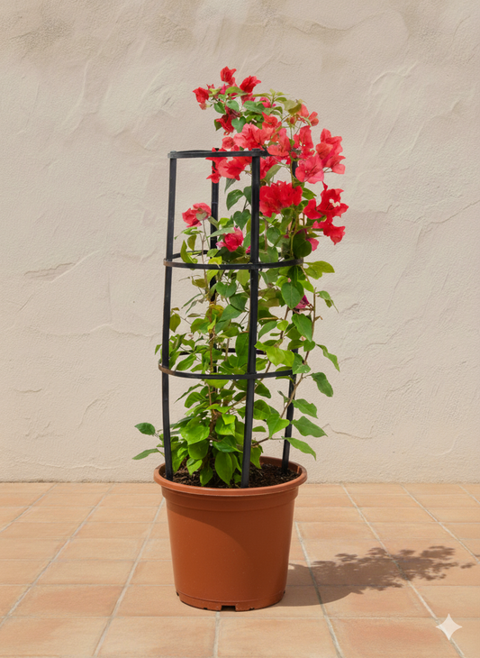 Bougainvillea