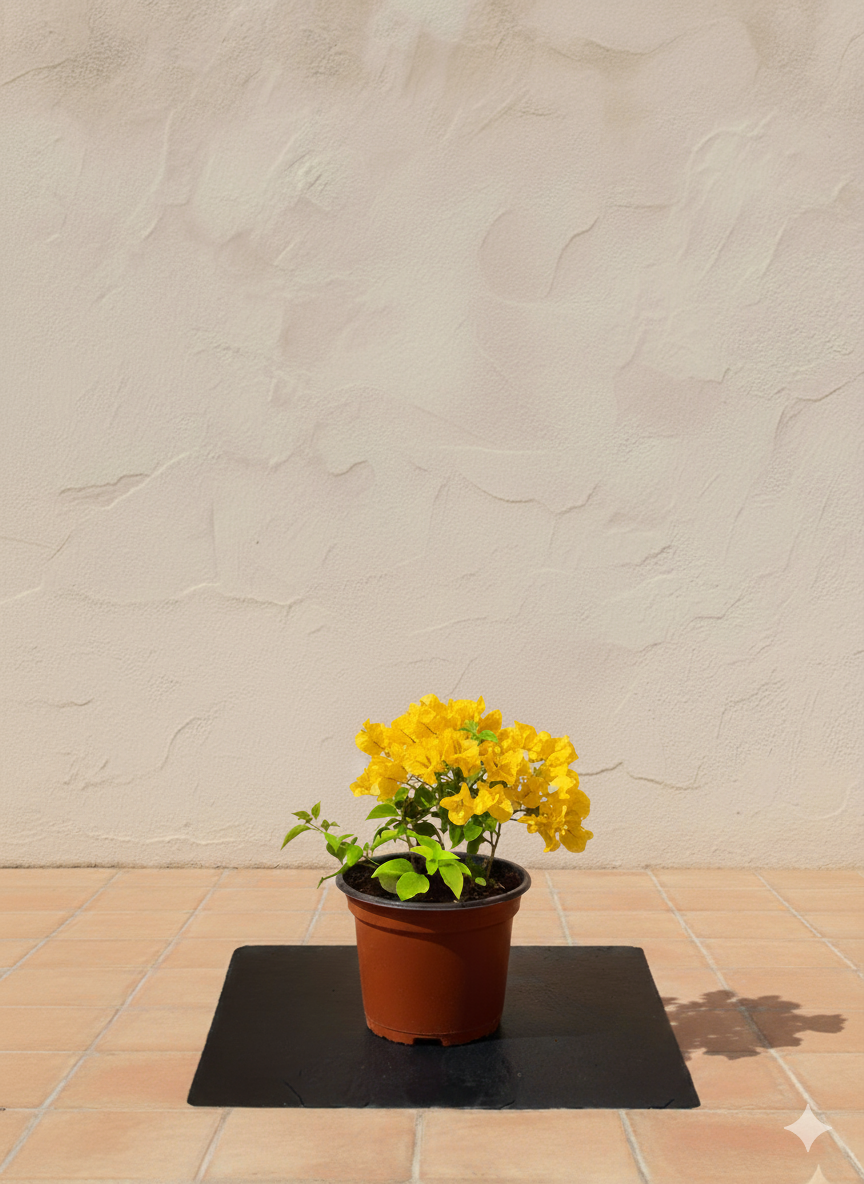 Bougainvillea