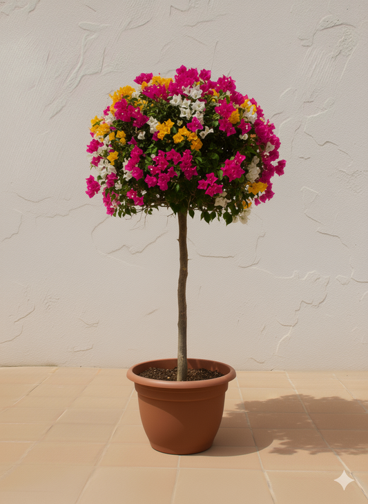 grafted bougianvilela tree in a pot