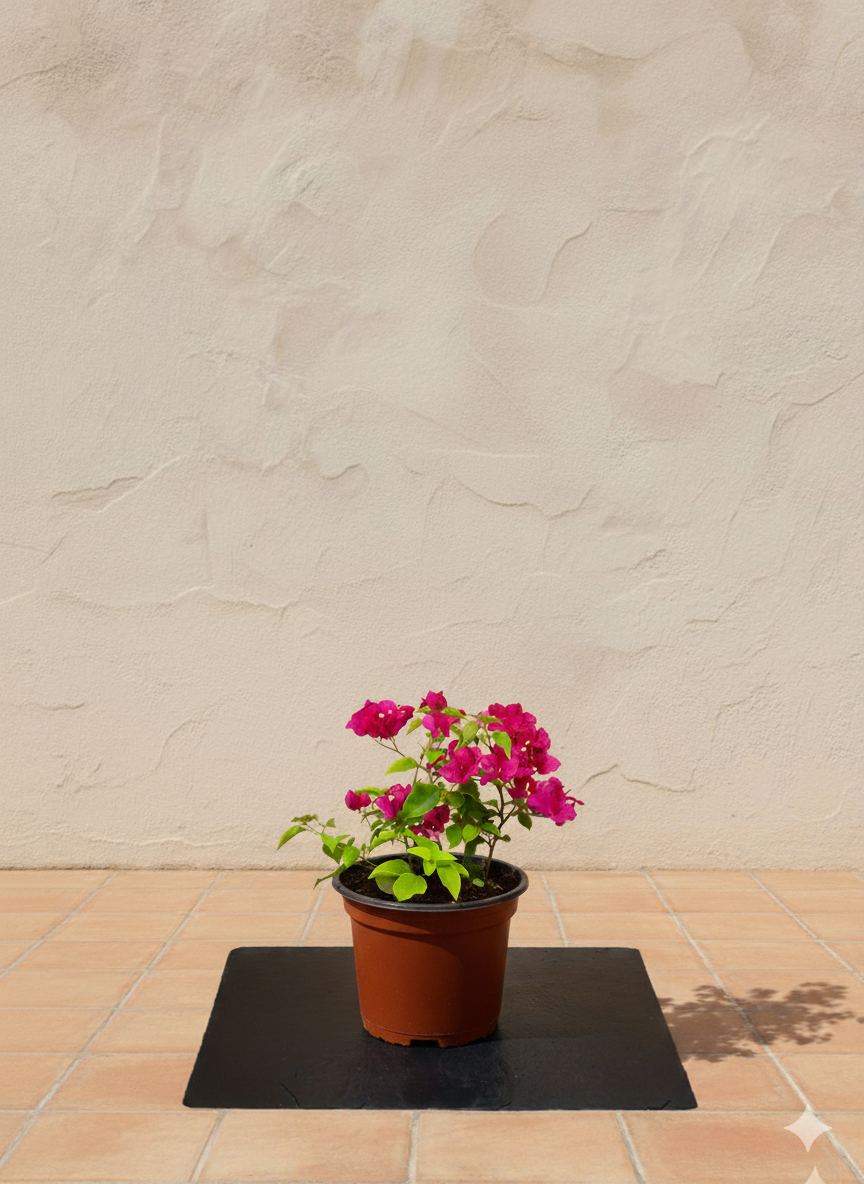 Bougainvillea