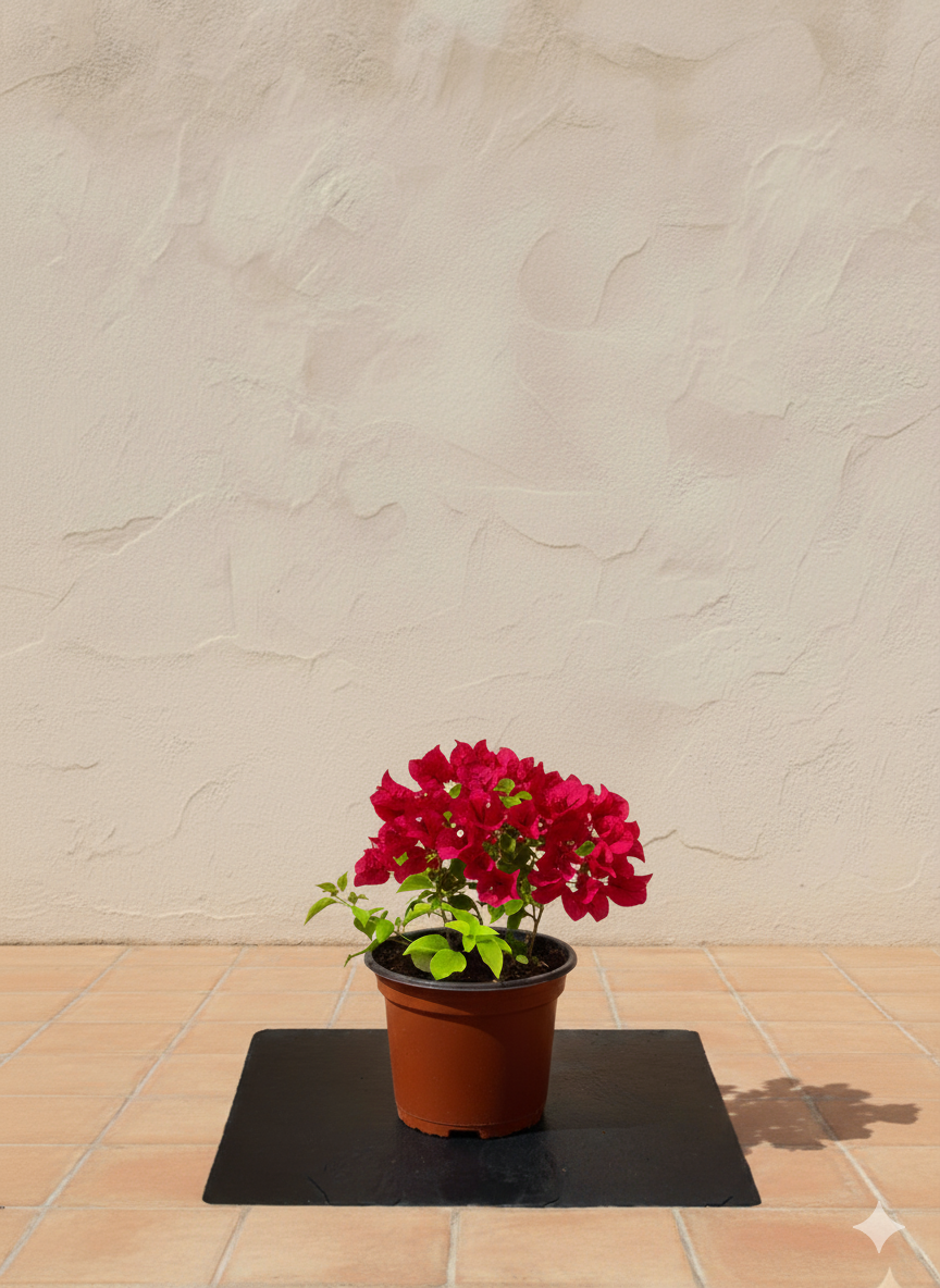 Bougainvillea
