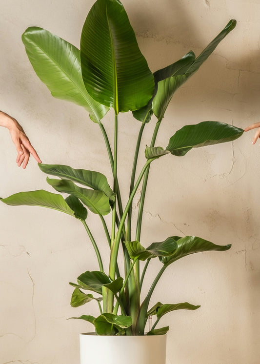 Potted plant with outstretched arms against a plain wall