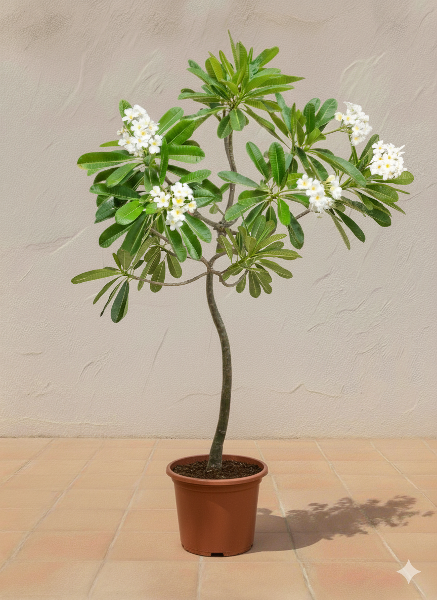 Frangipani / Plumeria
