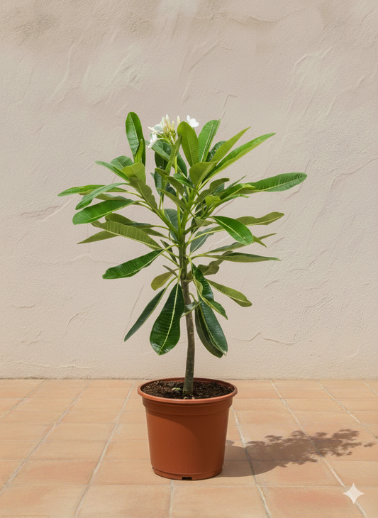 Frangipani / Plumeria