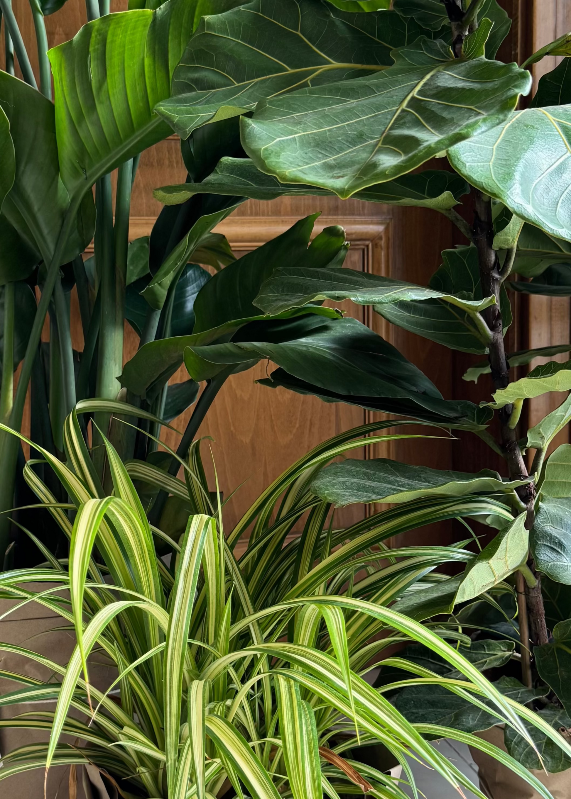 Indoor plants including a monstera and a pothos against a wooden background