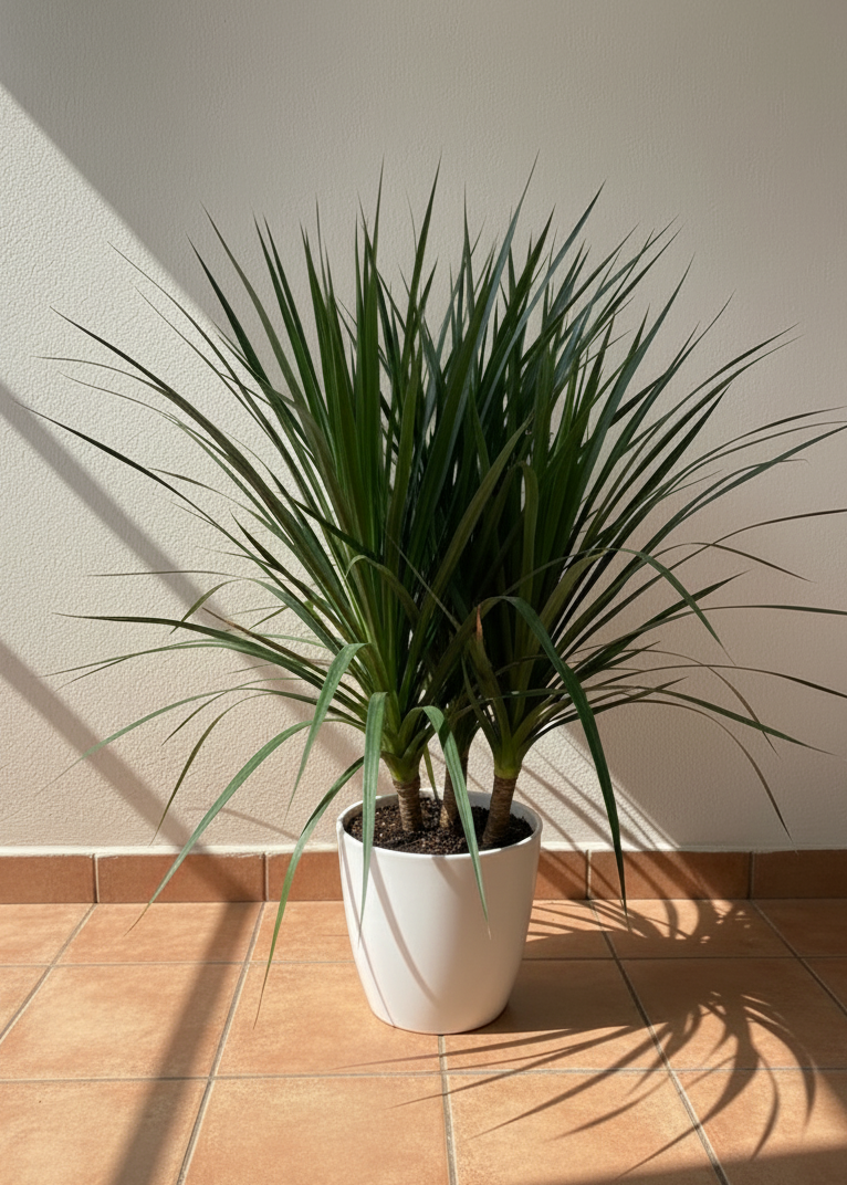 Yucca Plant | Desert Sword Plant