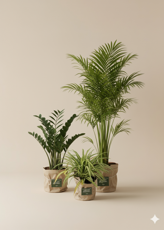 Indoor Plant Trio Bundle - Spider Plant, Areca Palm & ZZ Plant | Air Purifying House Plants Set with Care Guide
