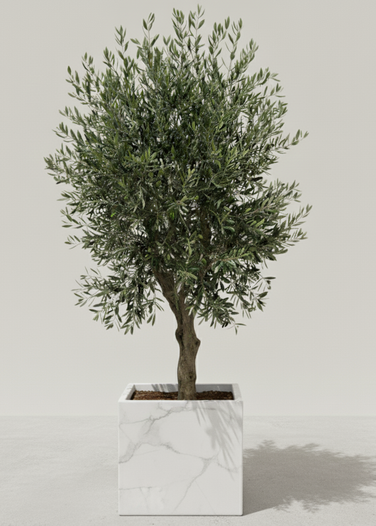 Premium Olive Tree in Custom Marble Planter | Signature Collection