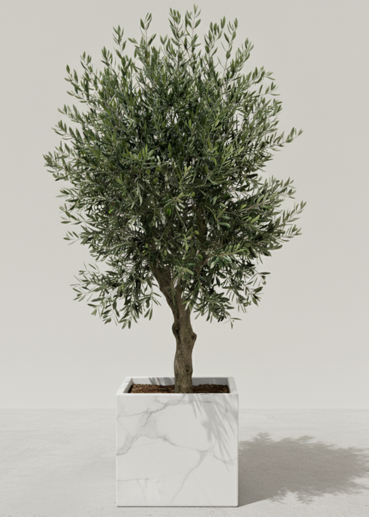 Premium Olive Tree in Custom Marble Planter | Signature Collection