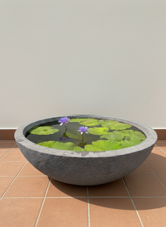 King of Siam Water Lily | Nymphaea