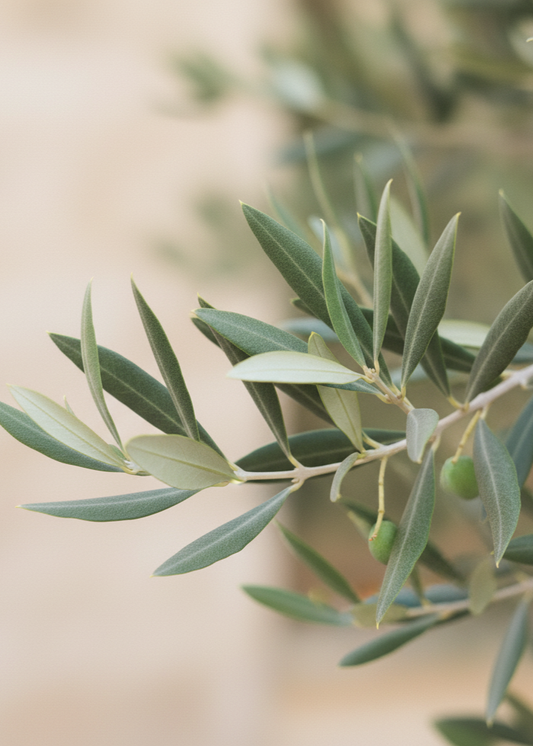 Olive Tree (Olea europaea)