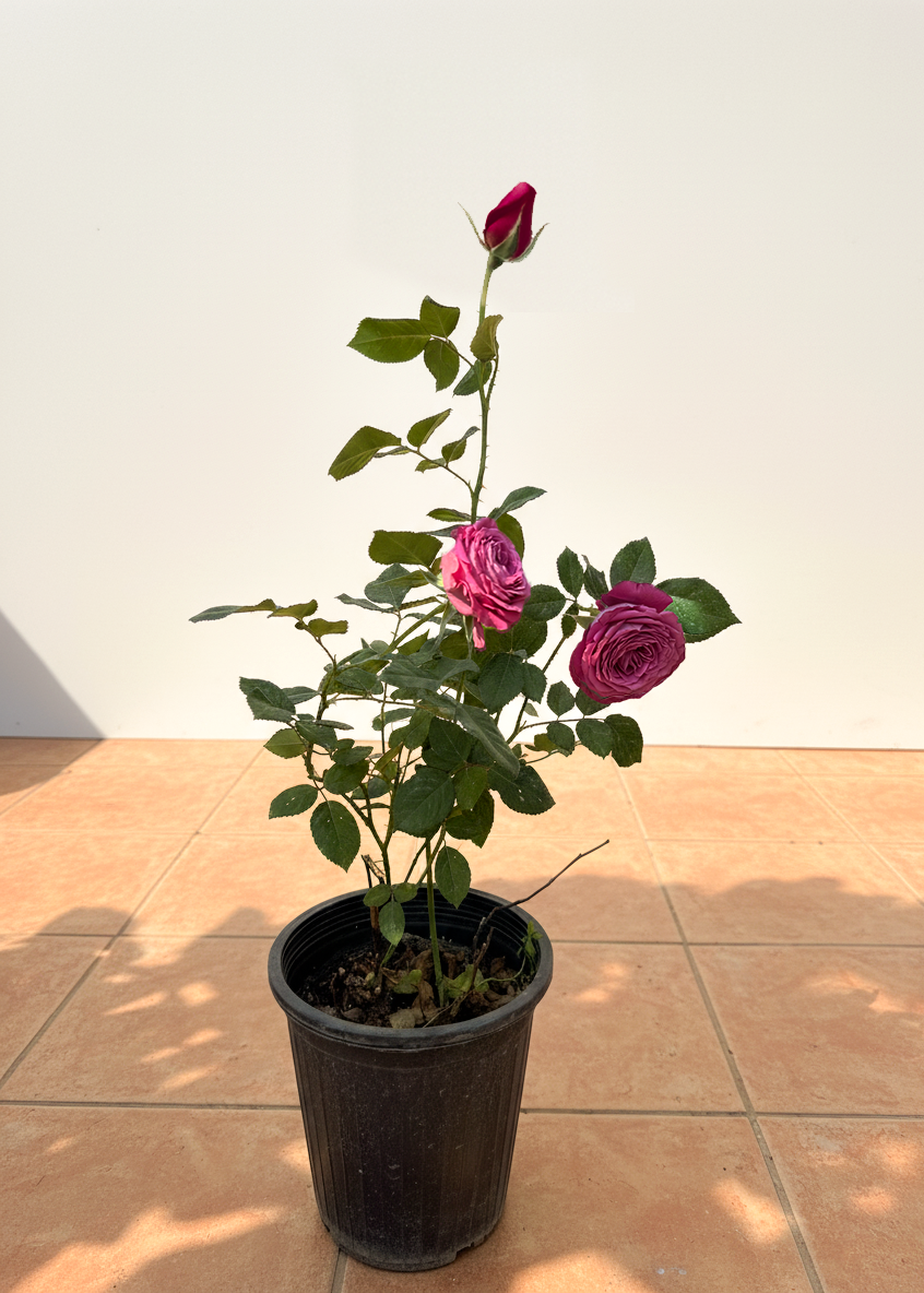 Rose plant in nursery with pink rose flowers 