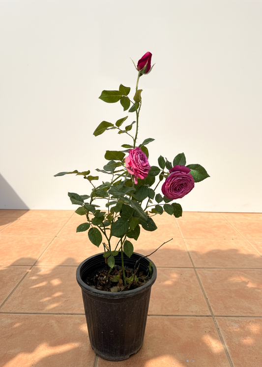 Rose plant in nursery with pink rose flowers 