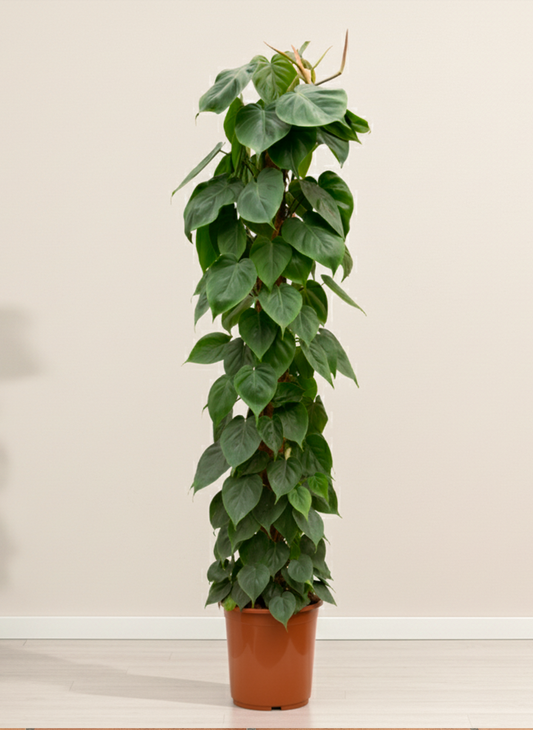 Philodendron Scandens | Heartleaf Philodendron Climber