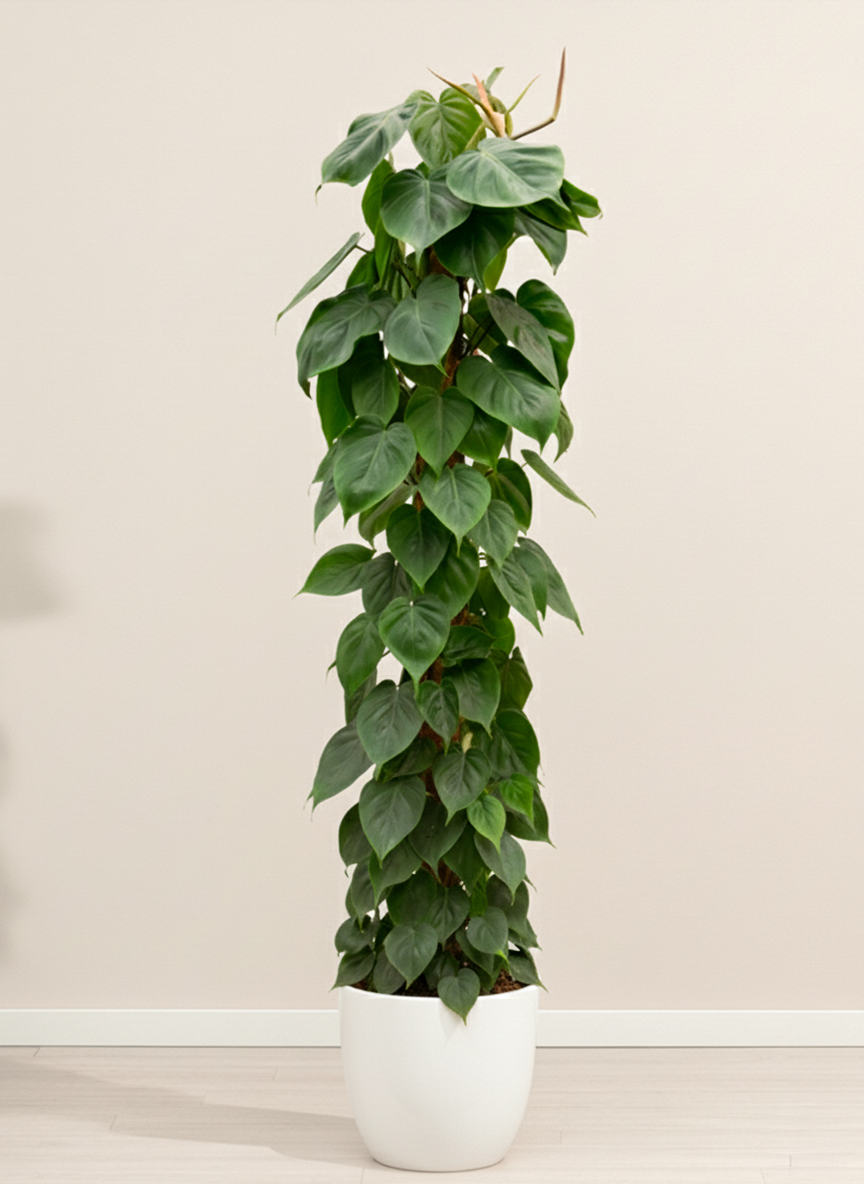 Philodendron Scandens | Heartleaf Philodendron Climber