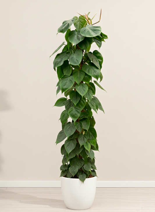 Philodendron Scandens | Heartleaf Philodendron Climber