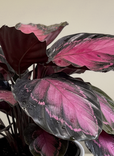 Calathea Roseopicta | Purple Calathea