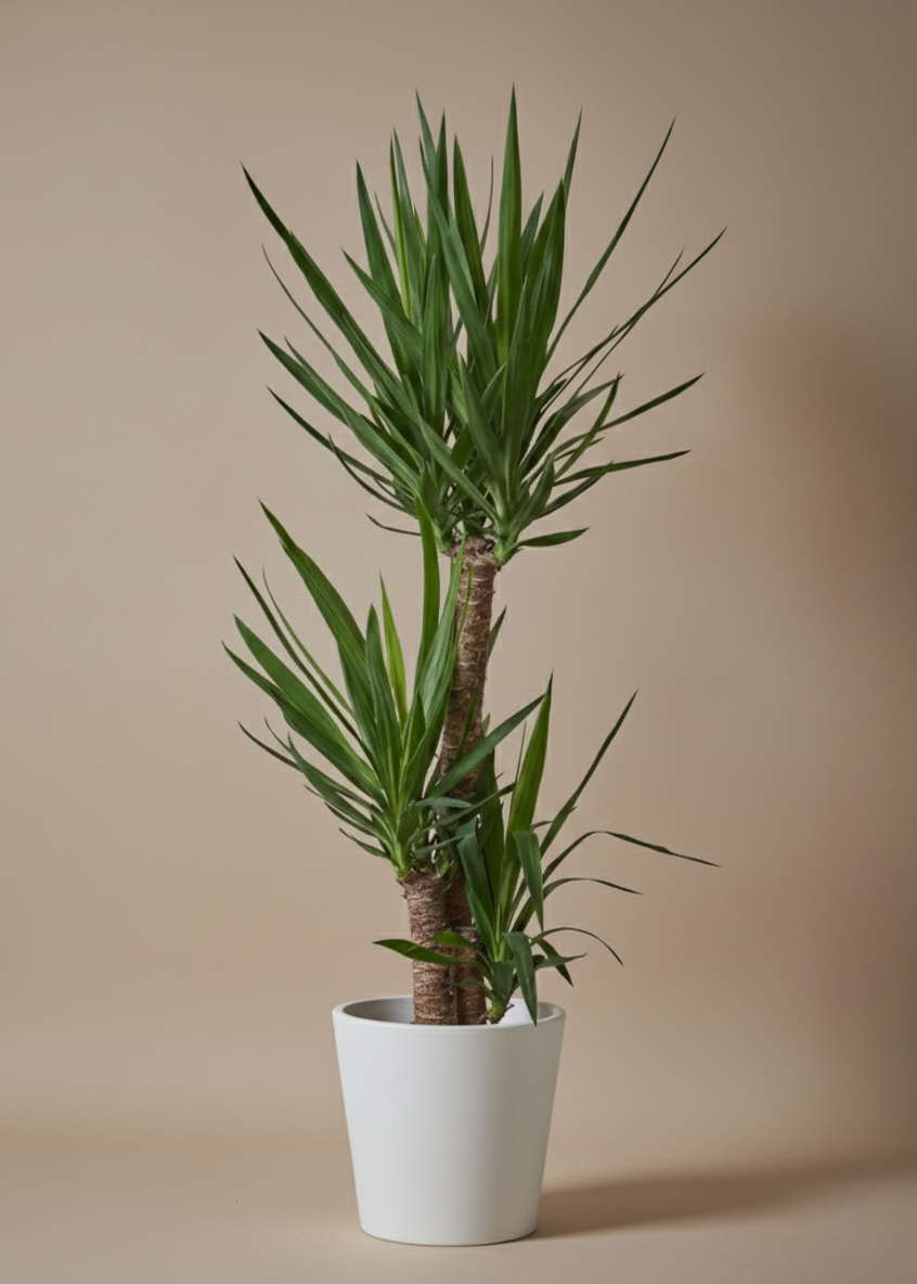 Yucca Plant | Desert Sword Plant