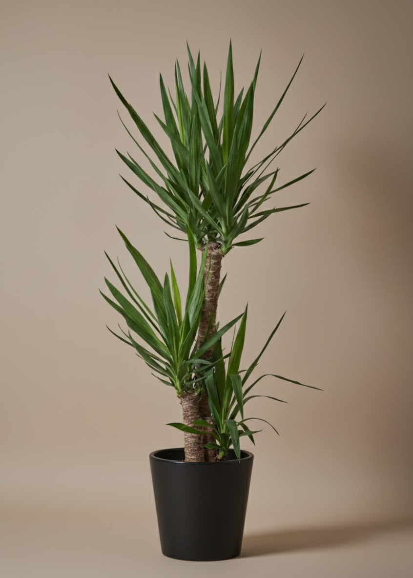 Yucca Plant | Desert Sword Plant