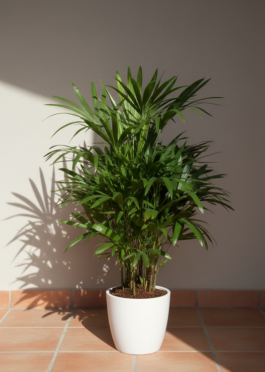 Lady Palm | Rhapis Excelsa