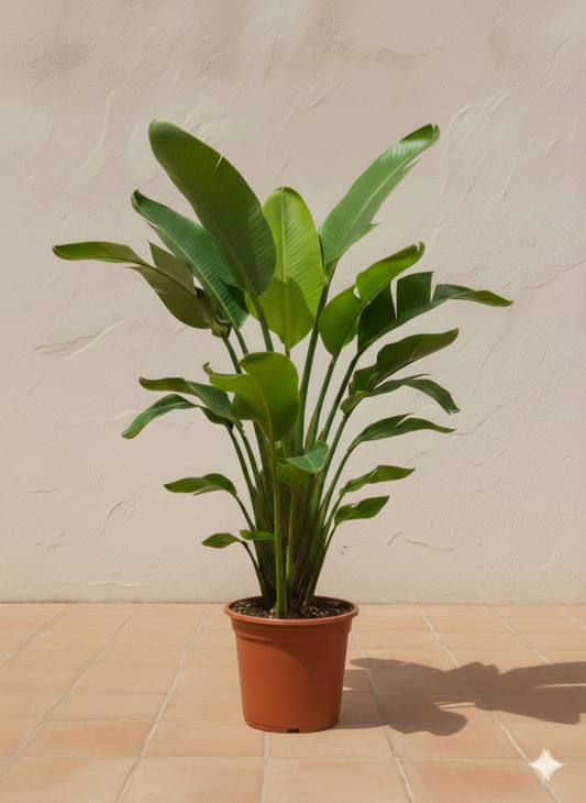 Traveller's Palm