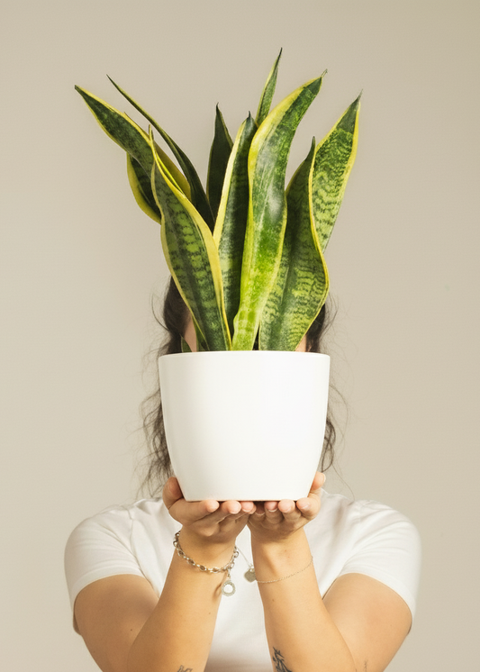 Snake Plant Dracaena (Sansevieria) | Low-Light Friendly, Low-Maintenance Indoor Plant