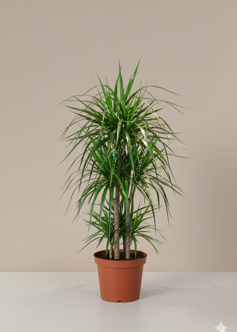 Crimson Dragon Tree | Dracaena Marginata
