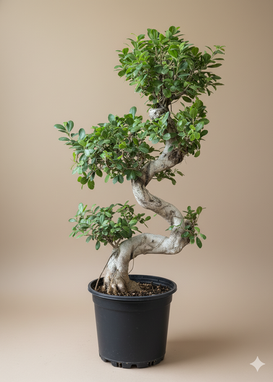 Potted bonsai tree on a beige background