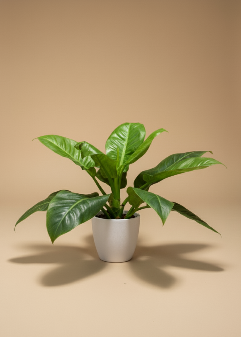 Philodendron Imperial Green | Self-Heading Philodendron Green