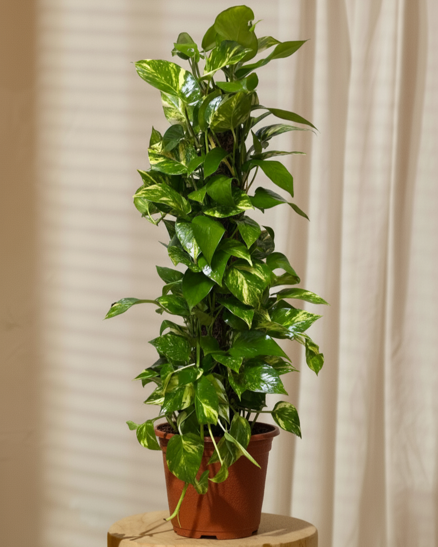 Potted plant on a wooden stool with a neutral background