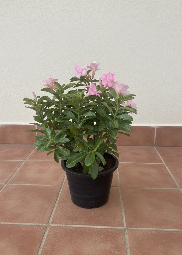 Desert Rose (Adenium)
