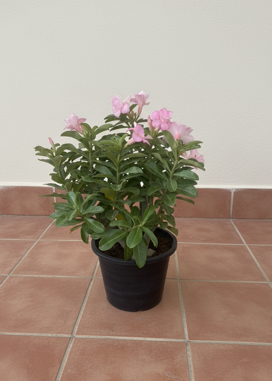 Desert Rose (Adenium)