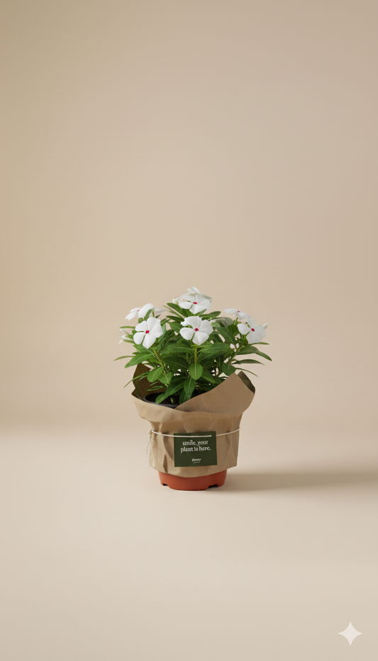 Vinca | Flowering Outdoor Plants