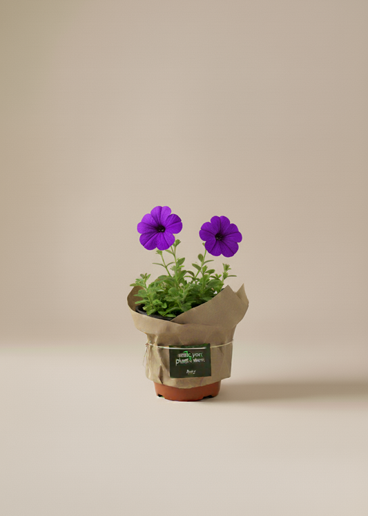 Potted plant with purple flowers on a beige background