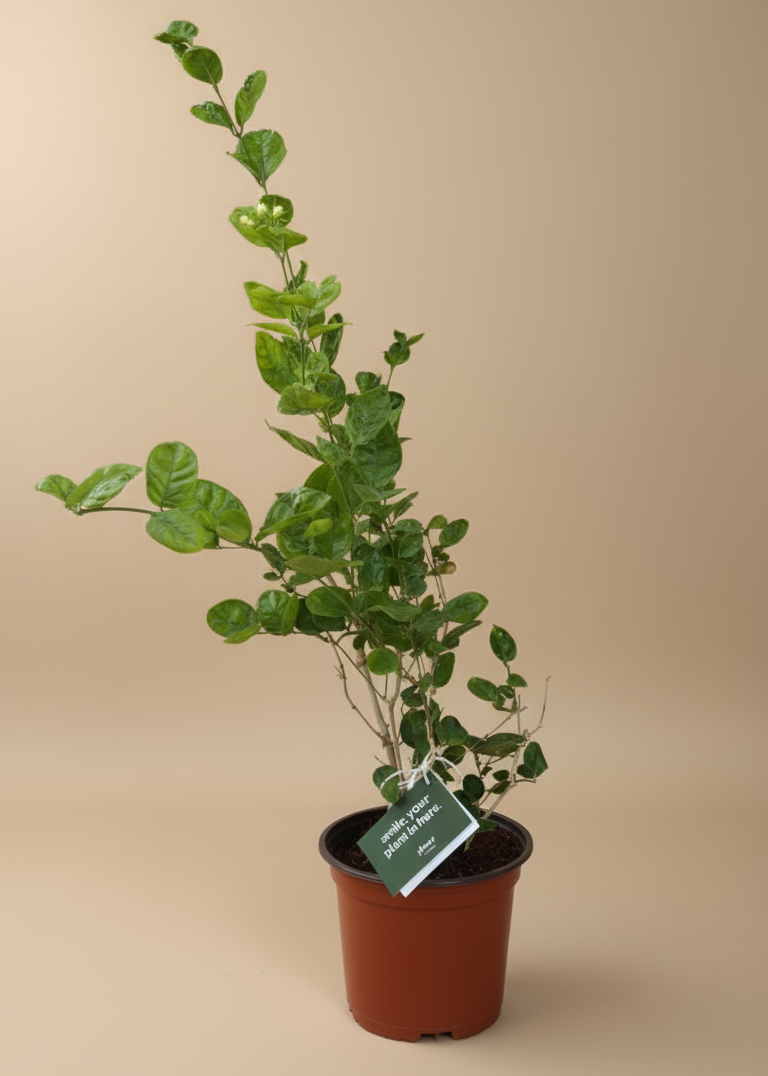 Potted plant on a beige background