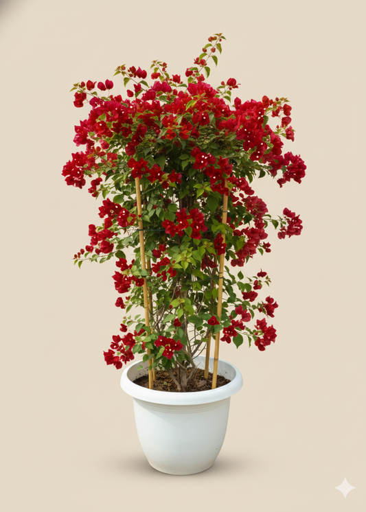 Potted plant with red flowers on a beige background