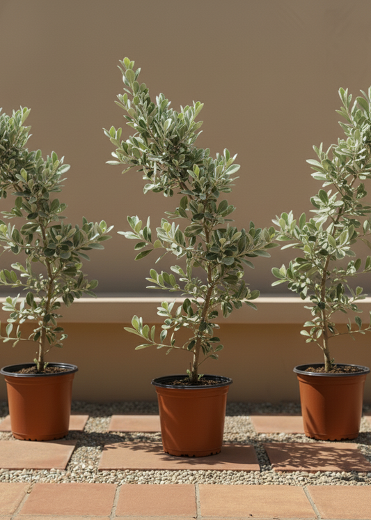 Silver Damas | Conocarpus Erectus