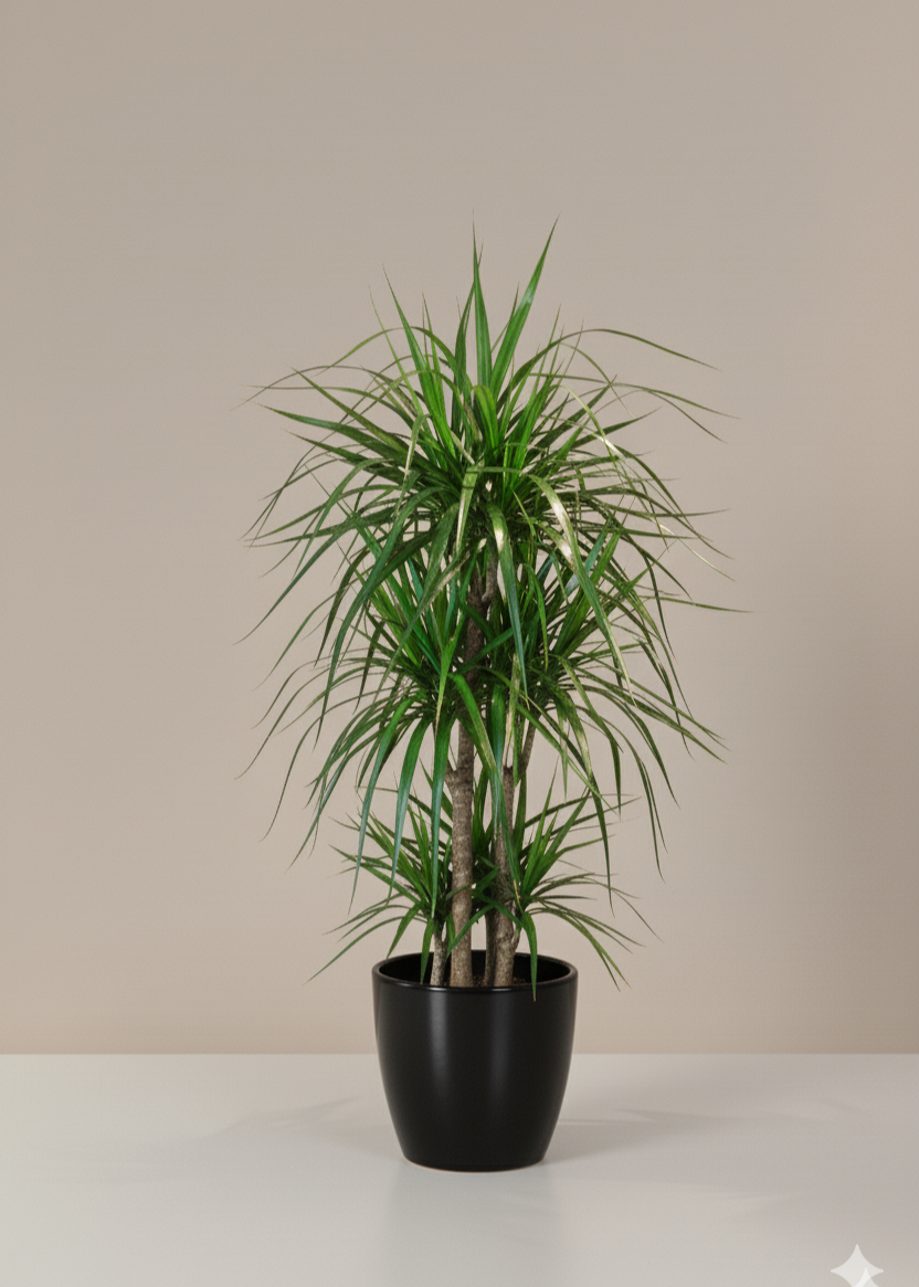 Potted plant with long green leaves on a neutral background