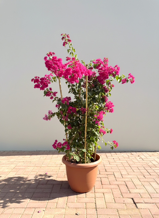 Pom Pom Bougainvillea | 1.2-1.6m