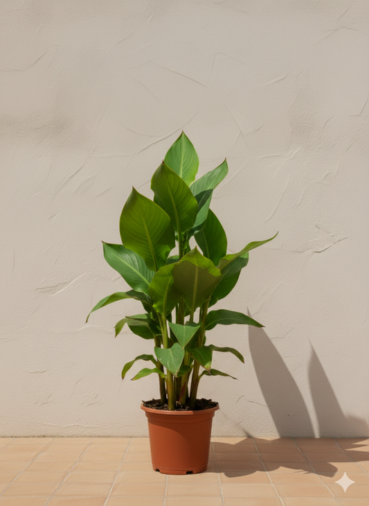Canna Green (Canna Indica)