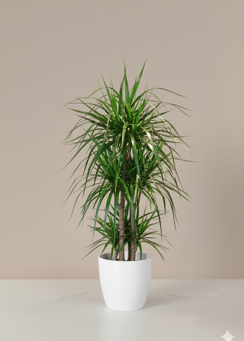 Crimson Dragon Tree | Dracaena Marginata