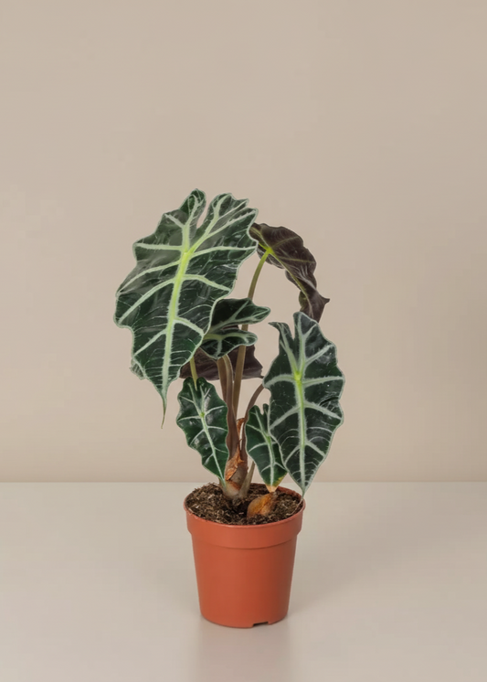 Potted plant with large green leaves on a plain background