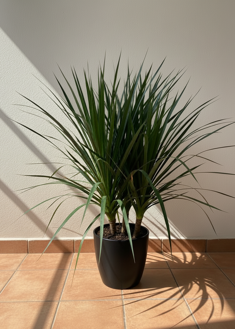 Yucca Plant | Desert Sword Plant