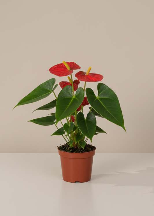 Potted plant with red flowers and green leaves on a plain background