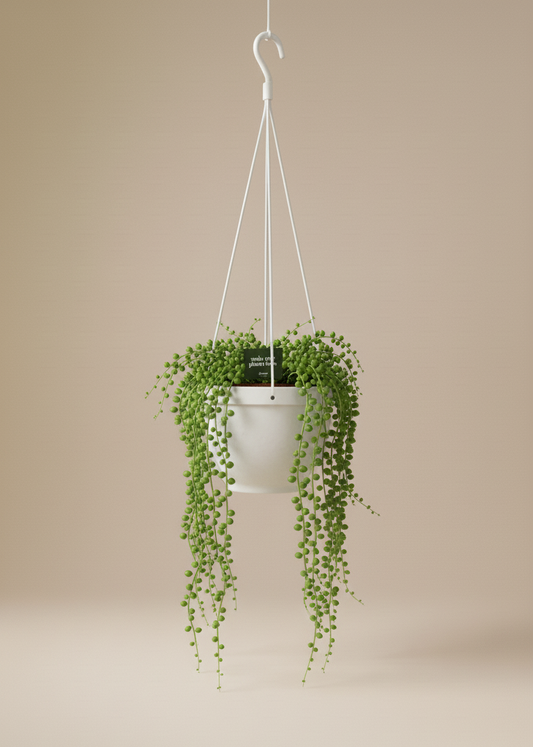 Hanging plant in a white pot against a beige background