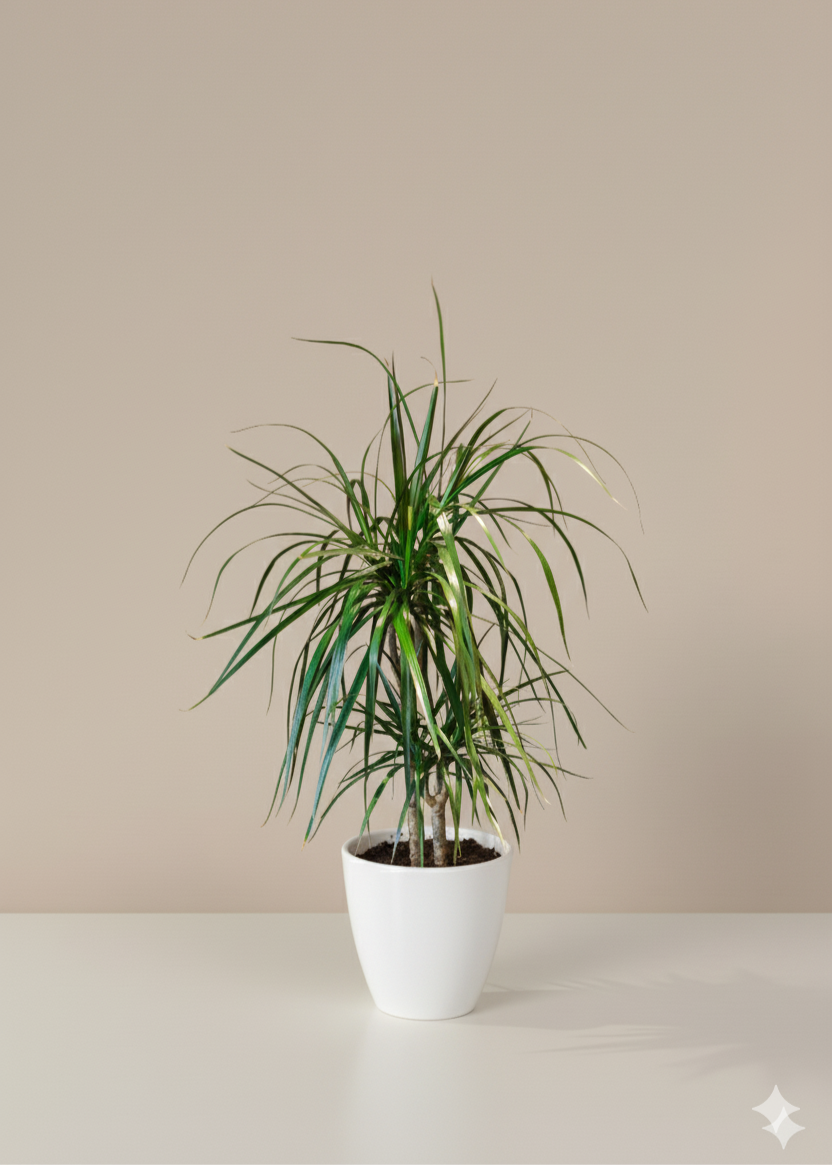 Potted plant on a white surface with a beige background