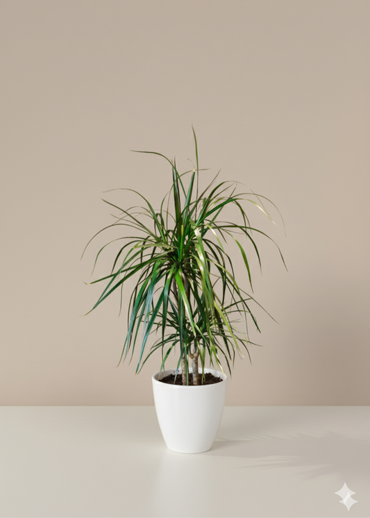 Potted plant on a white surface with a beige background